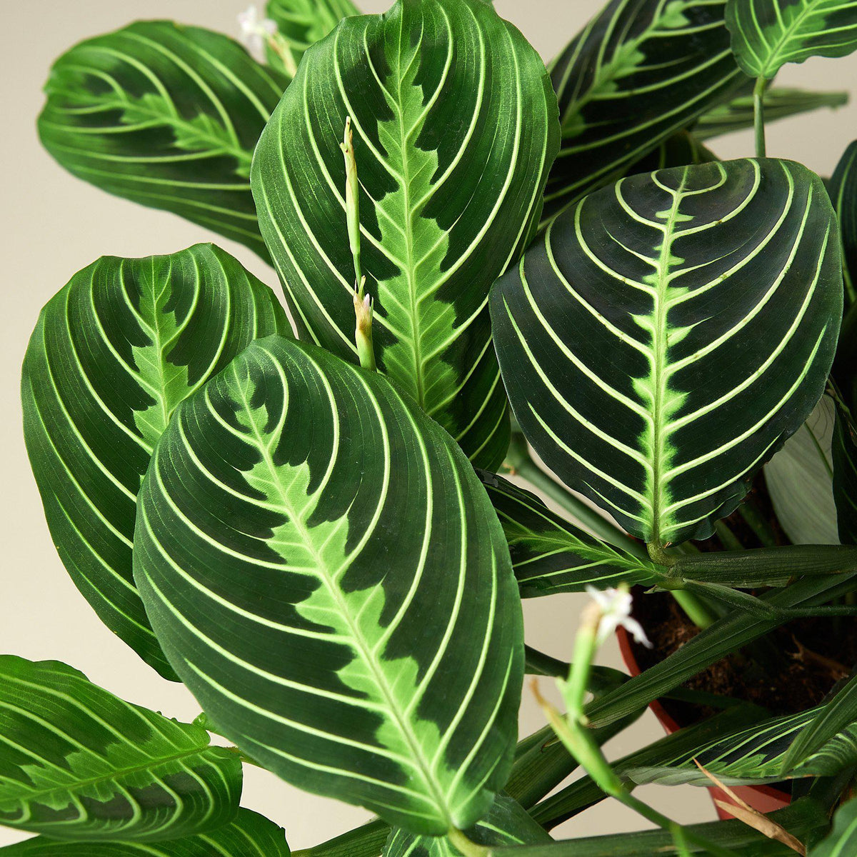 Maranta 'Lemon Lime' - Garden Gets