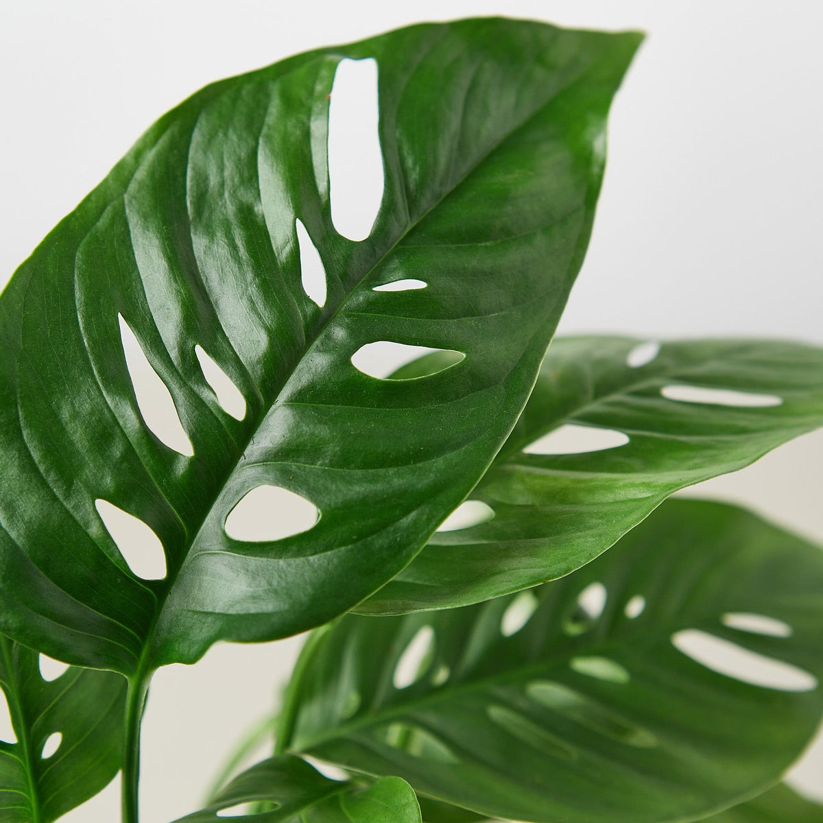 Monstera Adansonii 'Swiss Cheese' - Garden Gets