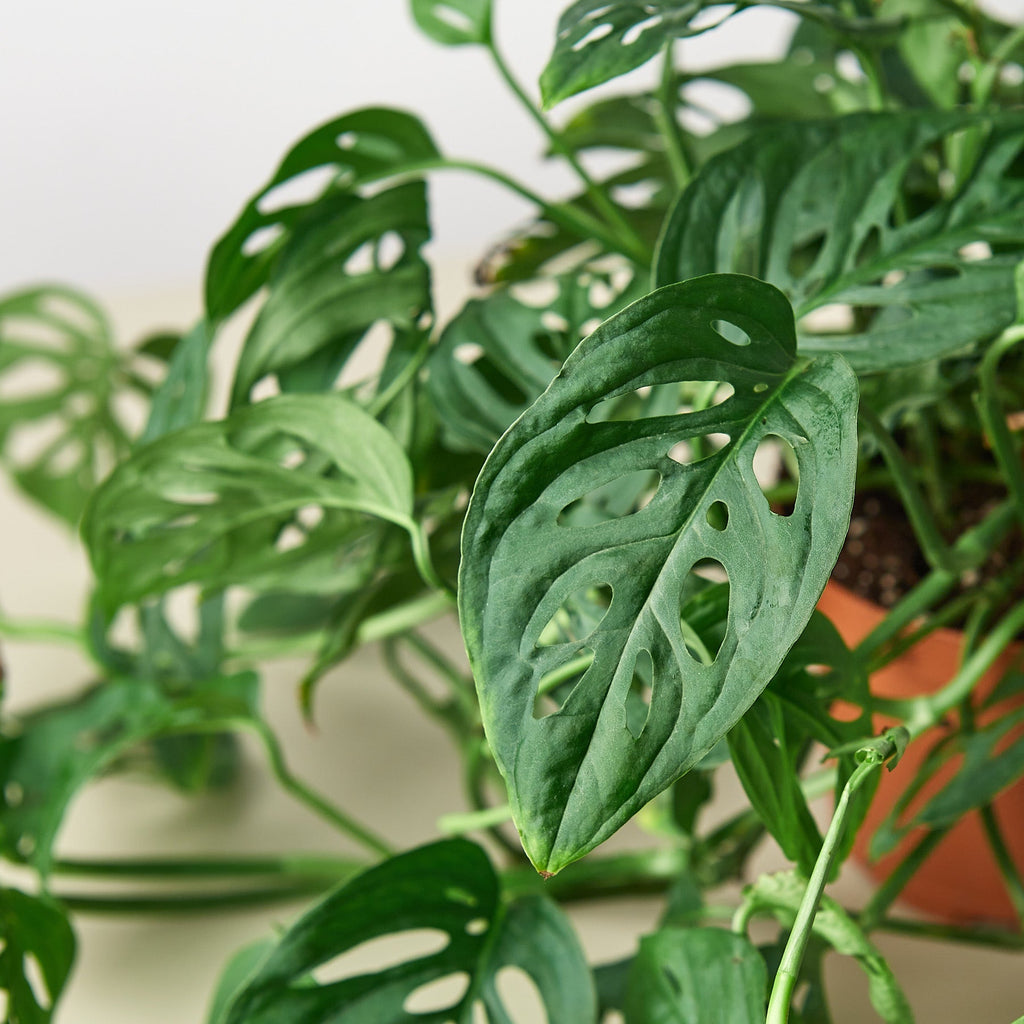 Monstera Adansonii 'Swiss Cheese' - Garden Gets
