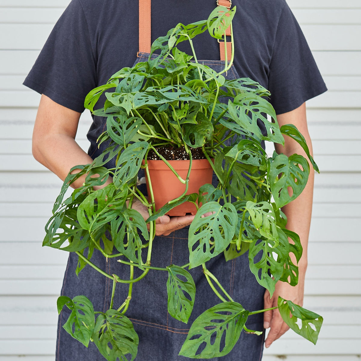Monstera Adansonii 'Swiss Cheese' - Garden Gets