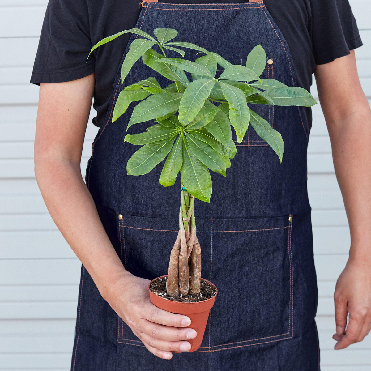 Money Tree 'Guiana Chestnut' Pachira Braid - Garden Gets