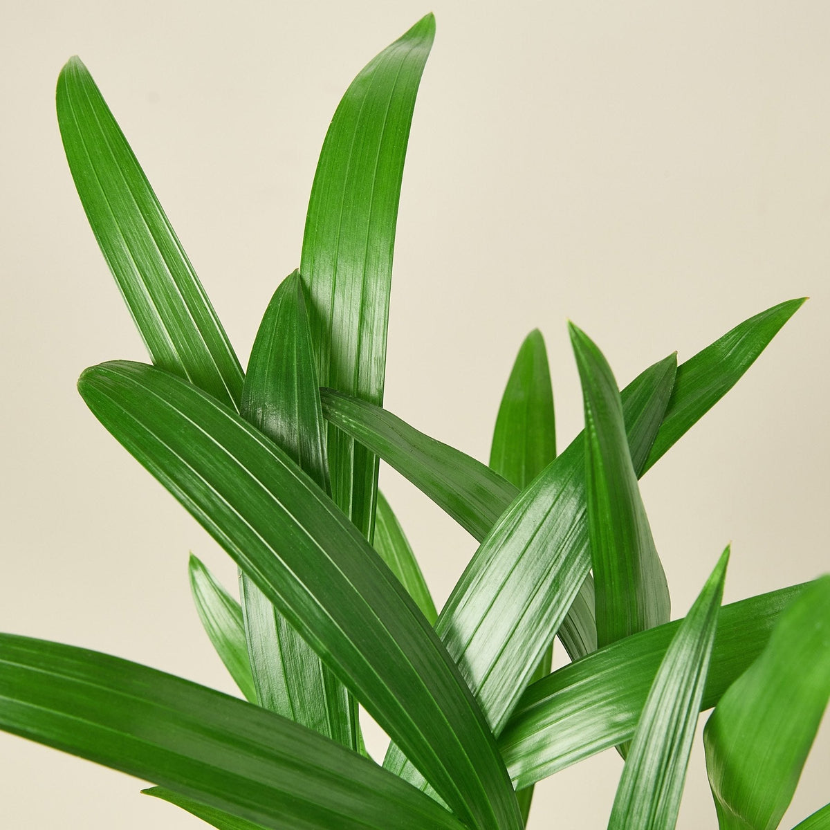 Areca Palm - Garden Gets