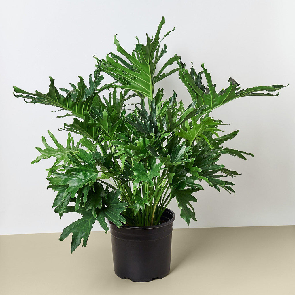 Philodendron 'Lickety Split' - 8" Pot - Garden Gets