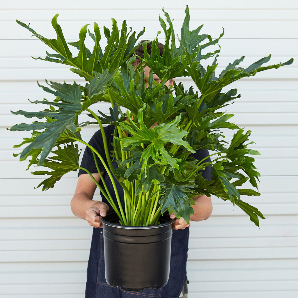 Philodendron 'Lickety Split' - 8" Pot - Garden Gets