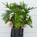 Philodendron 'Lickety Split' - 8" Pot - Garden Gets