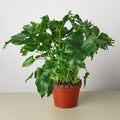 Philodendron Little Hope - Garden Gets