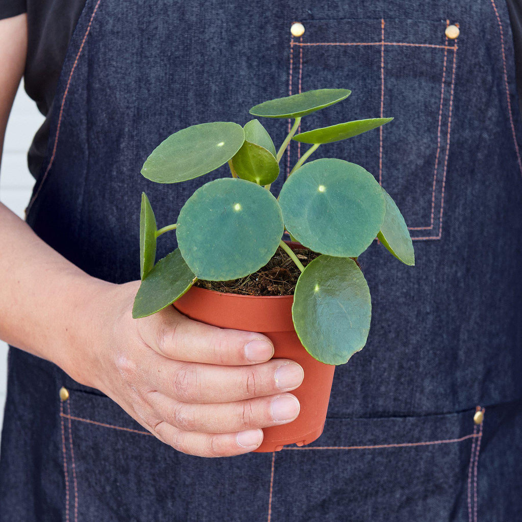 Pilea Peperomioides 'Chinese Money' - Garden Gets
