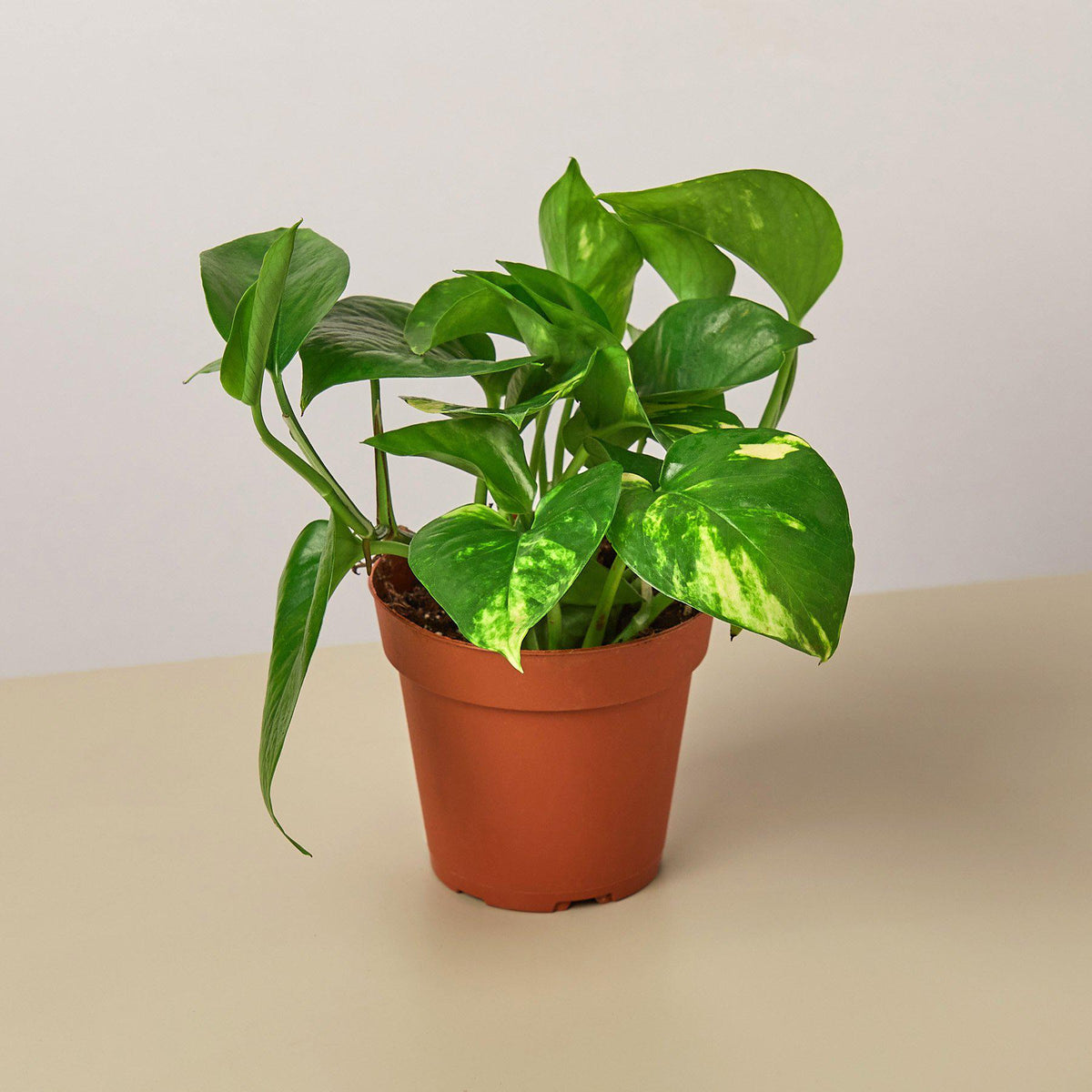 Pothos 'Golden' - Garden Gets