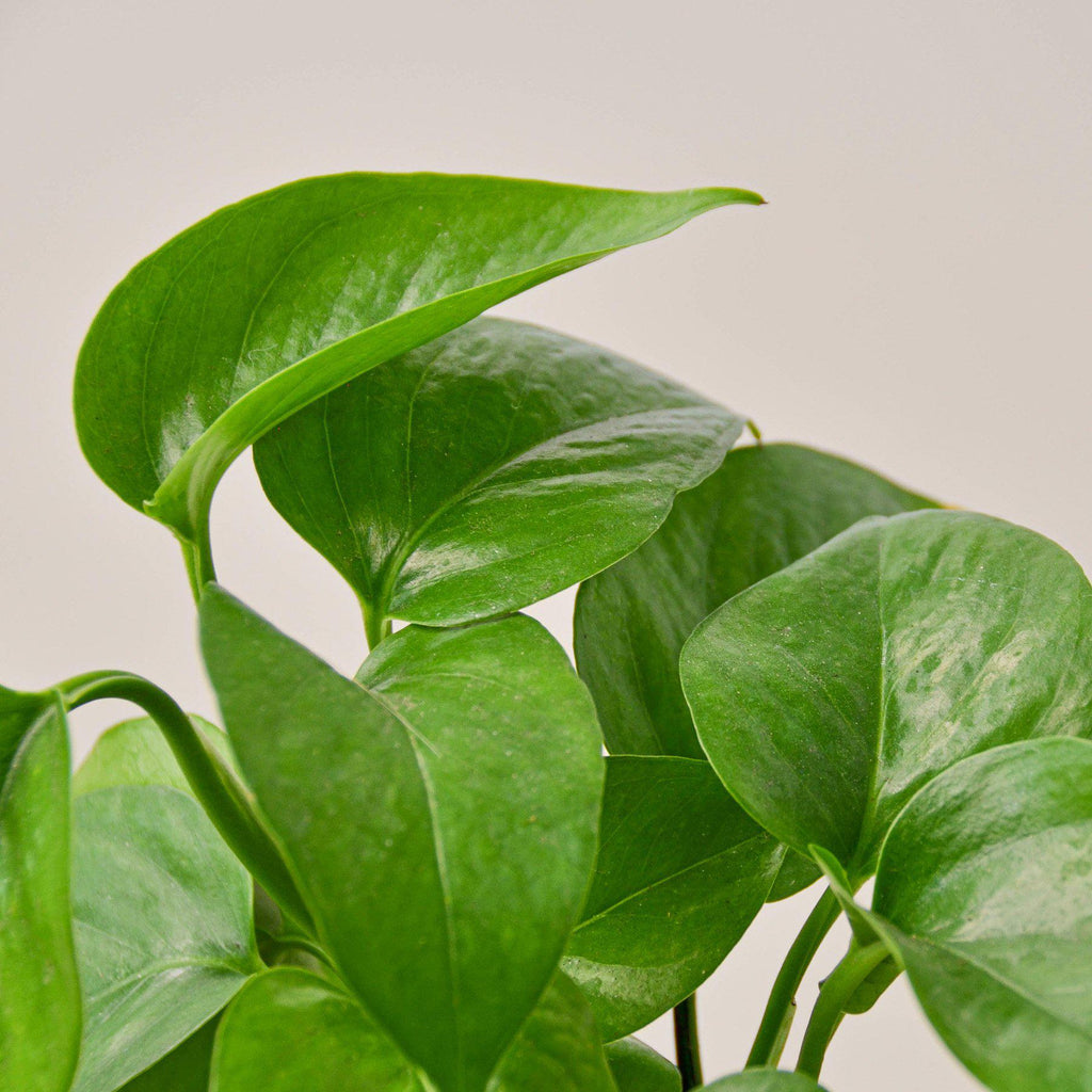 Pothos 'Green Queen' - Garden Gets