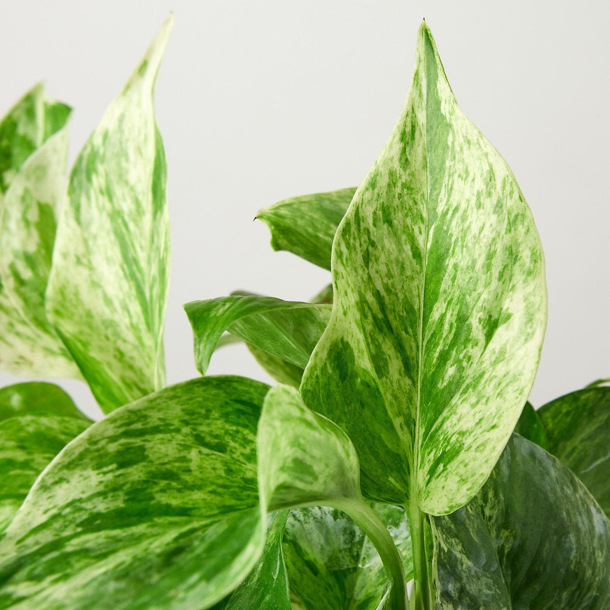 Pothos 'Marble Queen' - Garden Gets