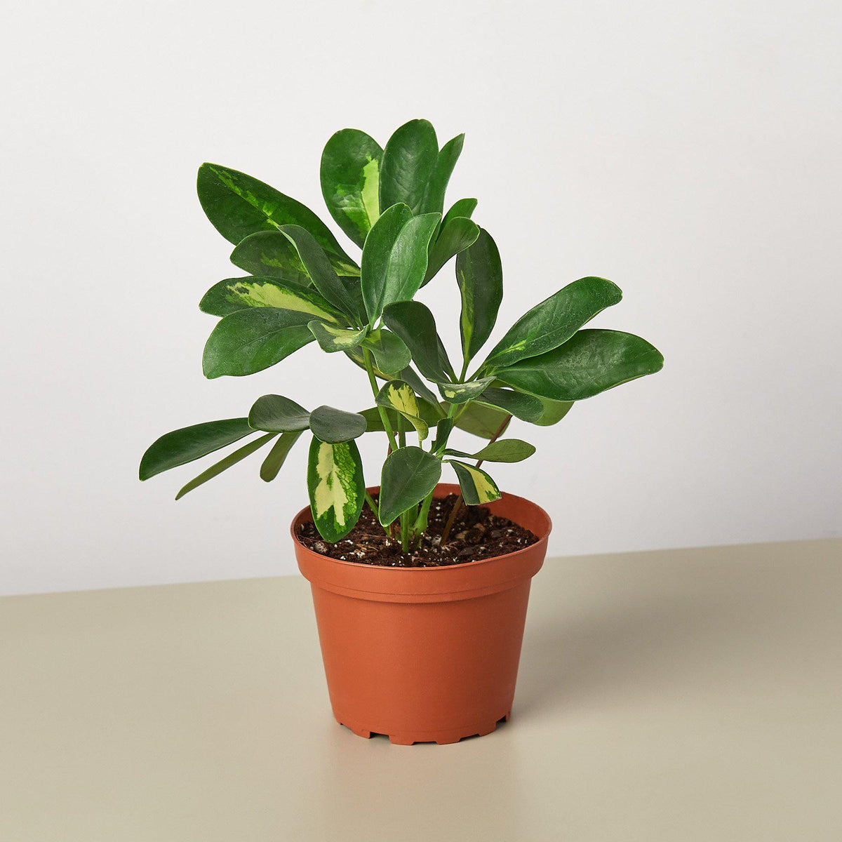 Schefflera 'Variegated' - Garden Gets
