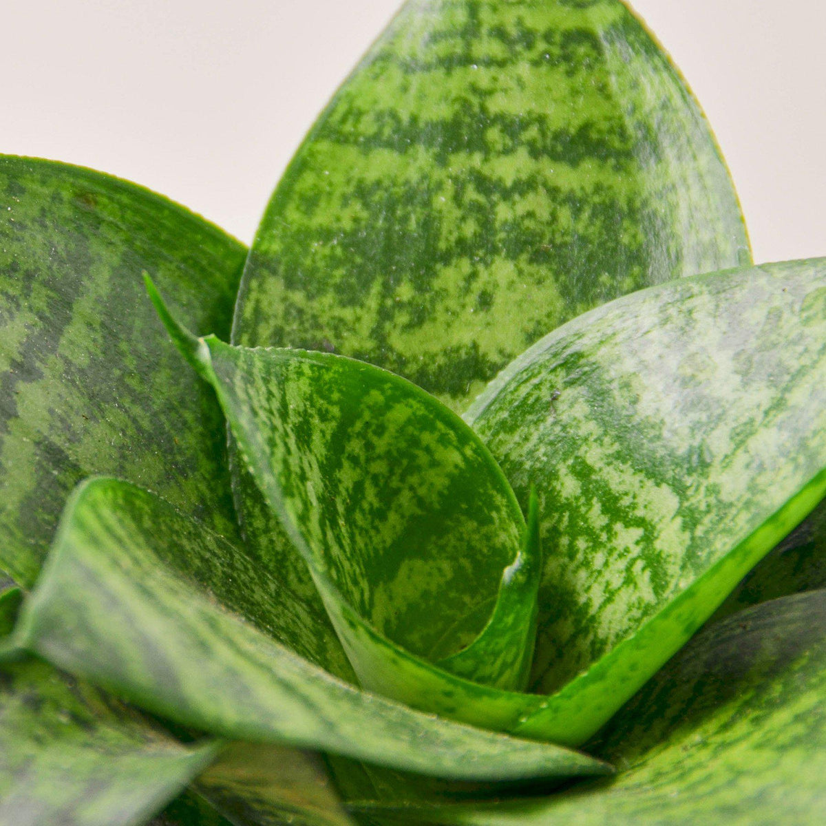 Snake Plant 'Forest Star' - Garden Gets