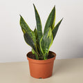 Snake Plant 'Gold Flame' - Garden Gets