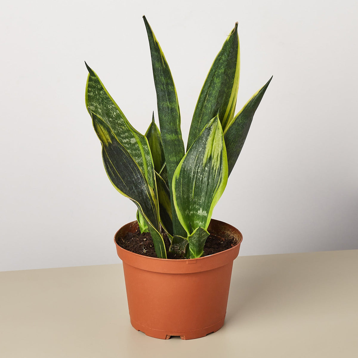 Snake Plant 'Gold Flame' - Garden Gets