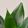 Snake Plant 'Jade' - Garden Gets