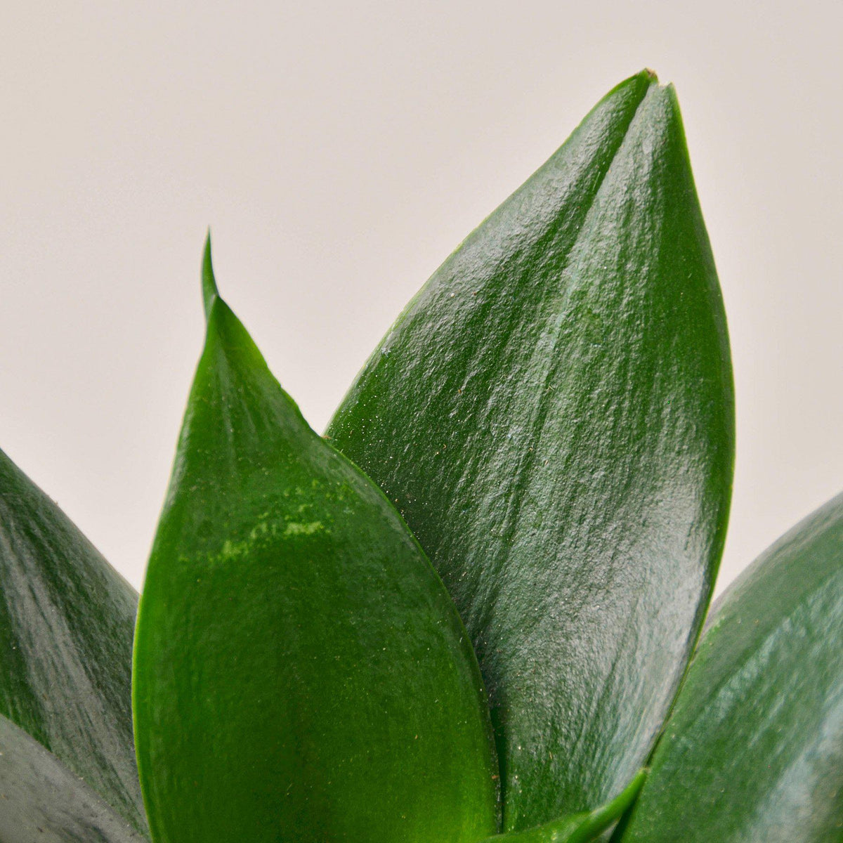 Snake Plant 'Jade' - Garden Gets