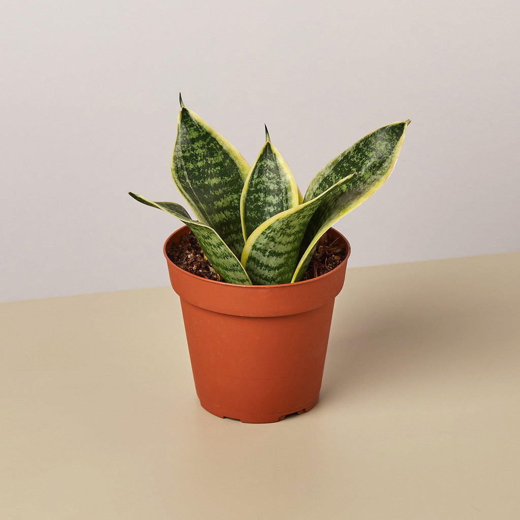 Snake Plant 'Laurentii Dwarf' - Garden Gets