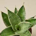 Snake Plant 'Starlight' - Garden Gets