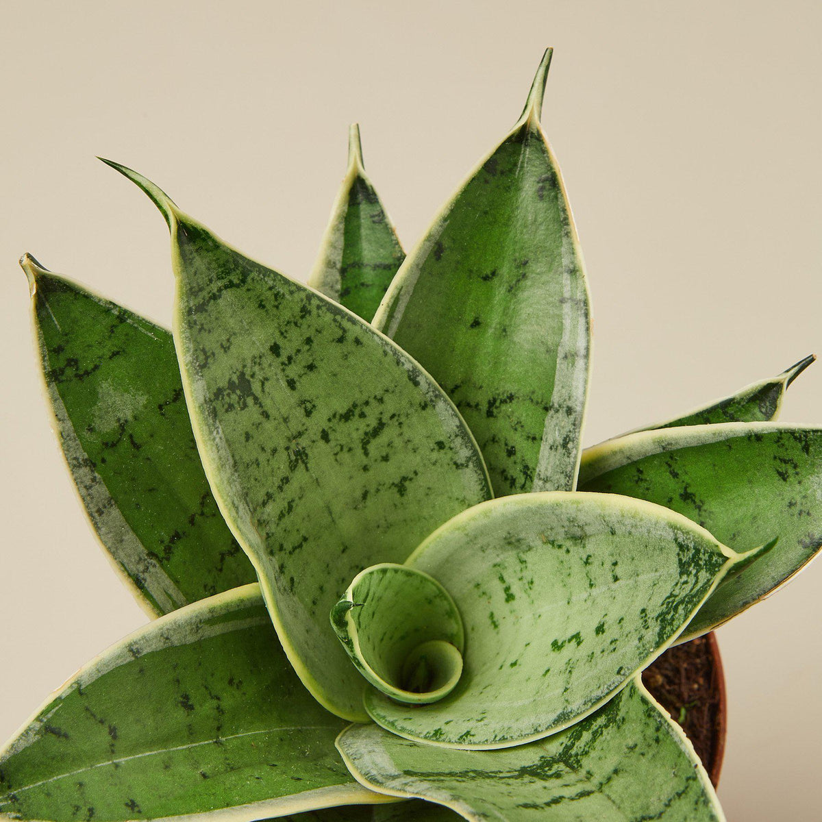 Snake Plant 'Starlight' - Garden Gets