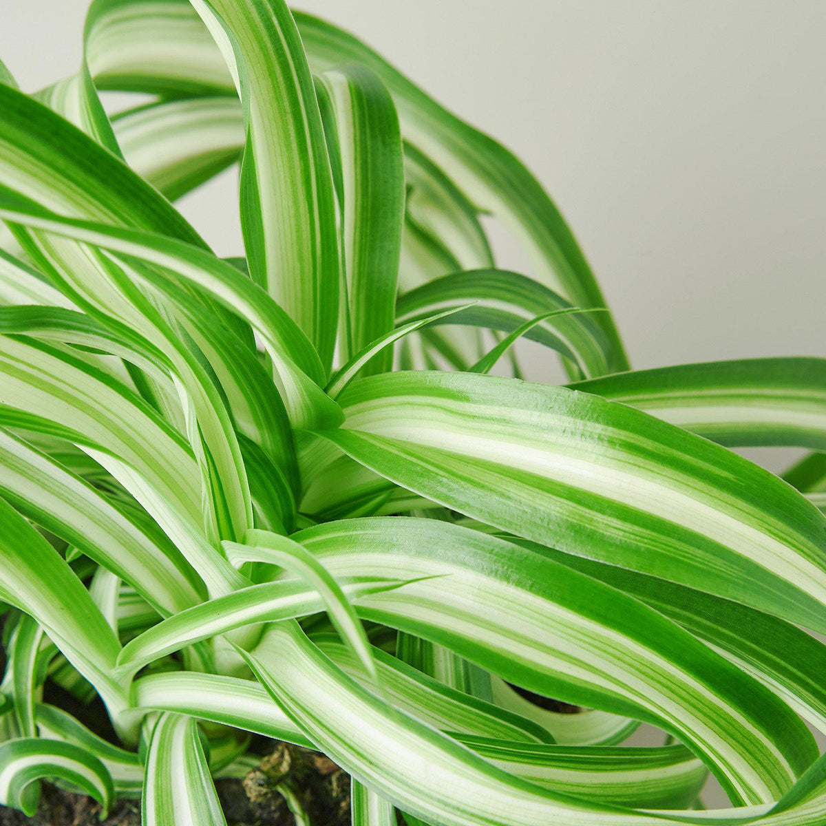 Spider Plant 'Bonnie' - Garden Gets