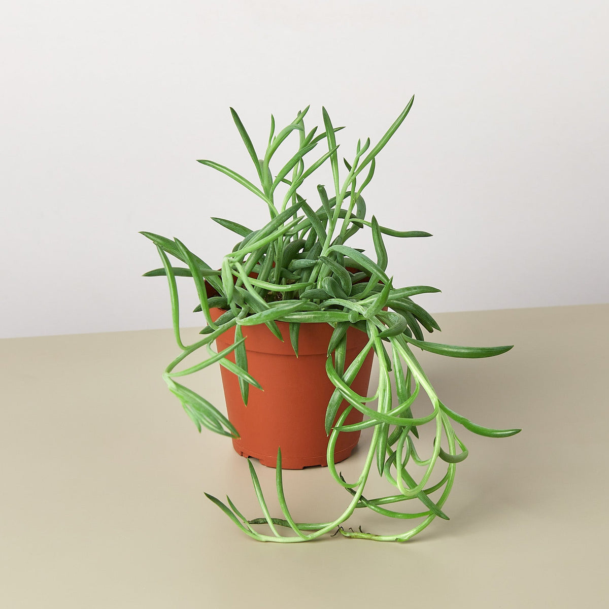 Succulent Senecio Succulent 'Fish Hooks' - Garden Gets