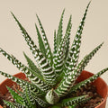 Zebra Succulent - Garden Gets