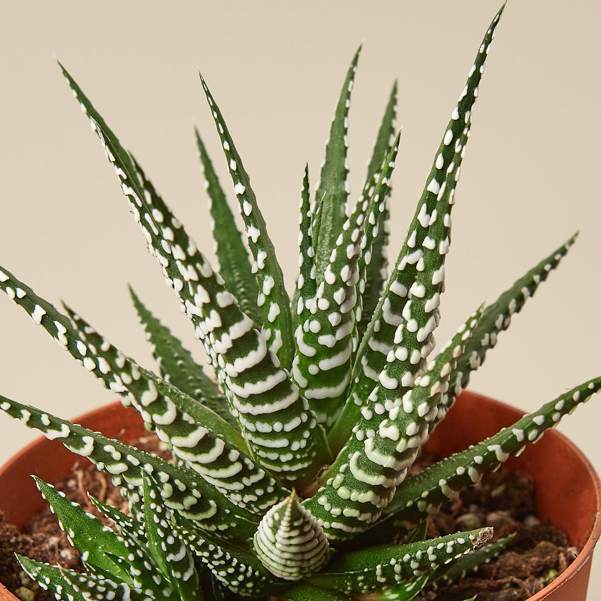 Zebra Succulent - Garden Gets