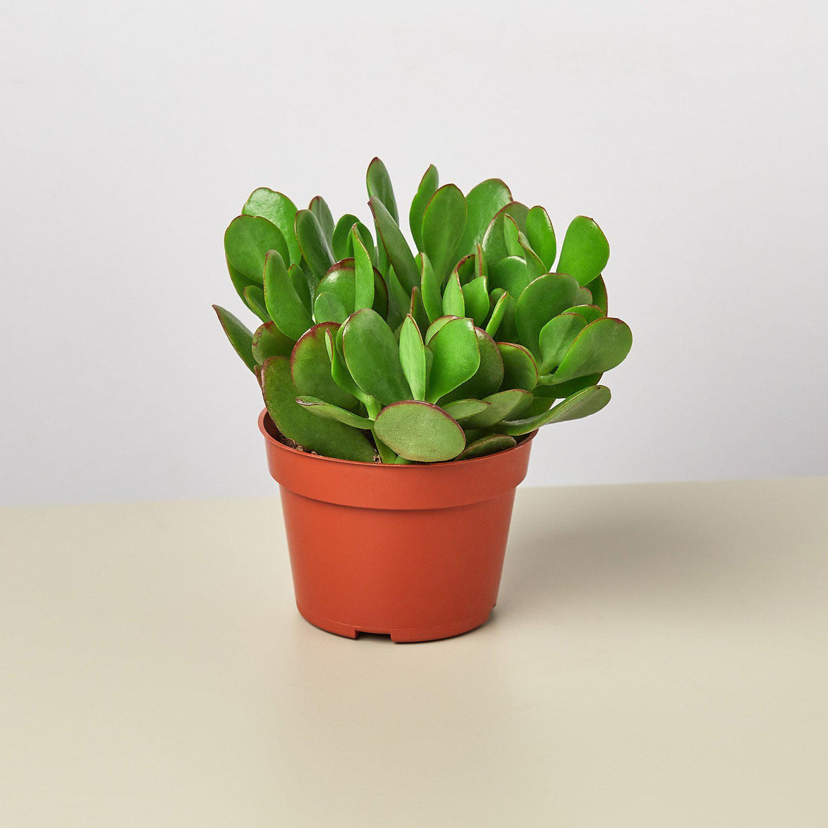 Succulent Crassula 'Jade' - Garden Gets