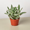 Succulent Kalanchoe 'Panda Plant' - Garden Gets