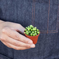 Succulent 'String of Pearls' - Garden Gets