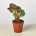 Syngonium 'Merry' - Garden Gets