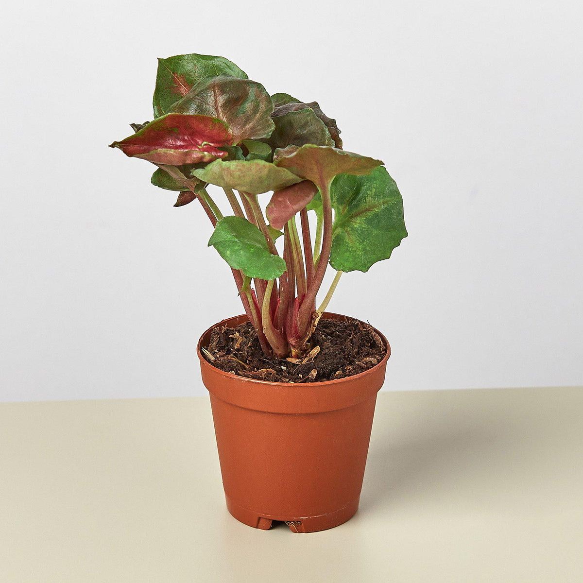 Syngonium 'Merry' - Garden Gets