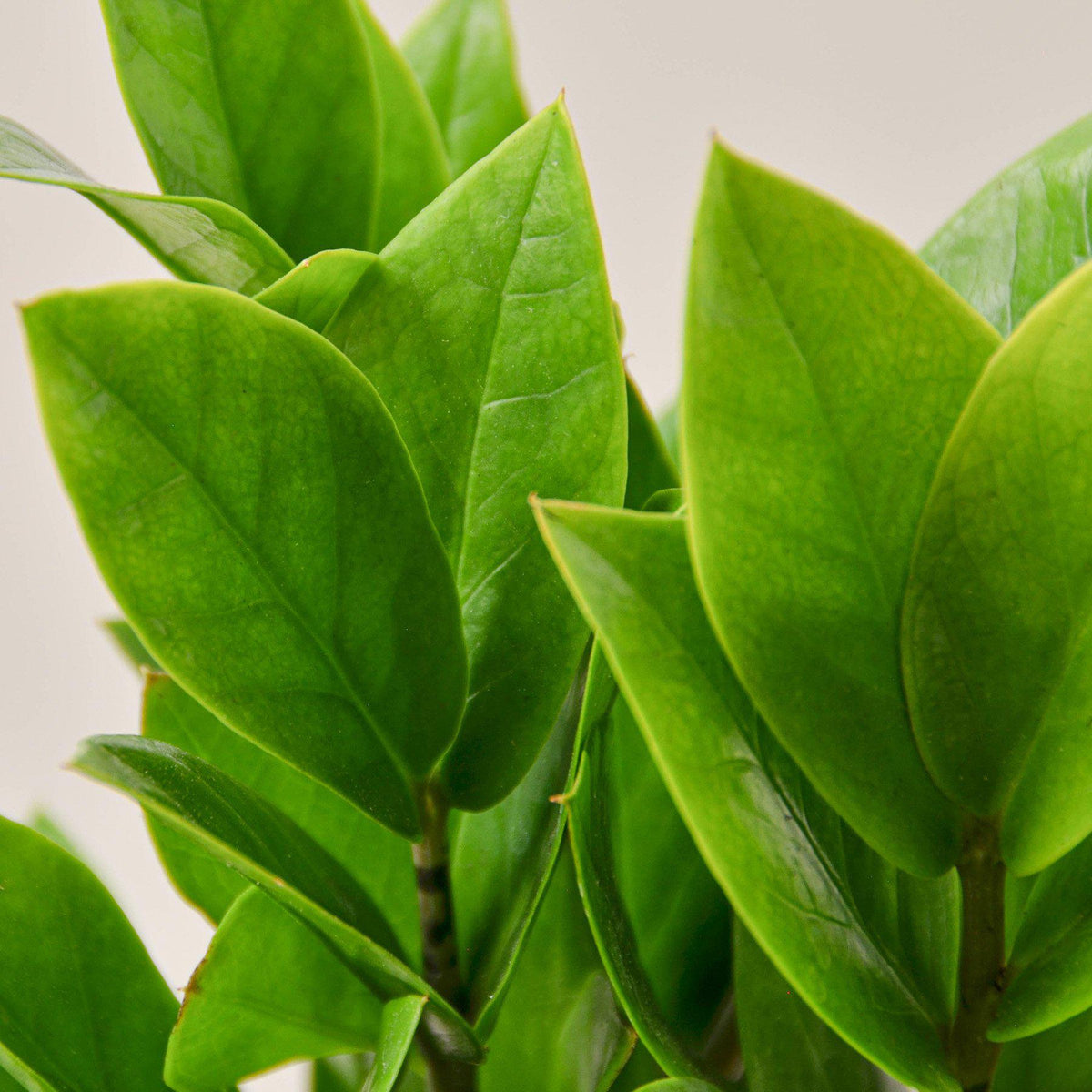 Zamioculcas Zamiifolia 'ZZ' - Garden Gets