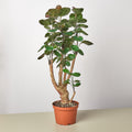 Aralia Fabian Stump 'Polyscias Scutellaria' - Garden Gets