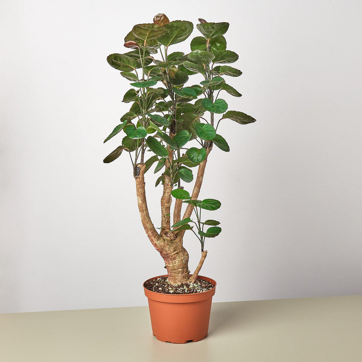 Aralia Fabian Stump 'Polyscias Scutellaria' - Garden Gets