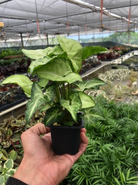 Syngonium 'White Butterfly' - Garden Gets