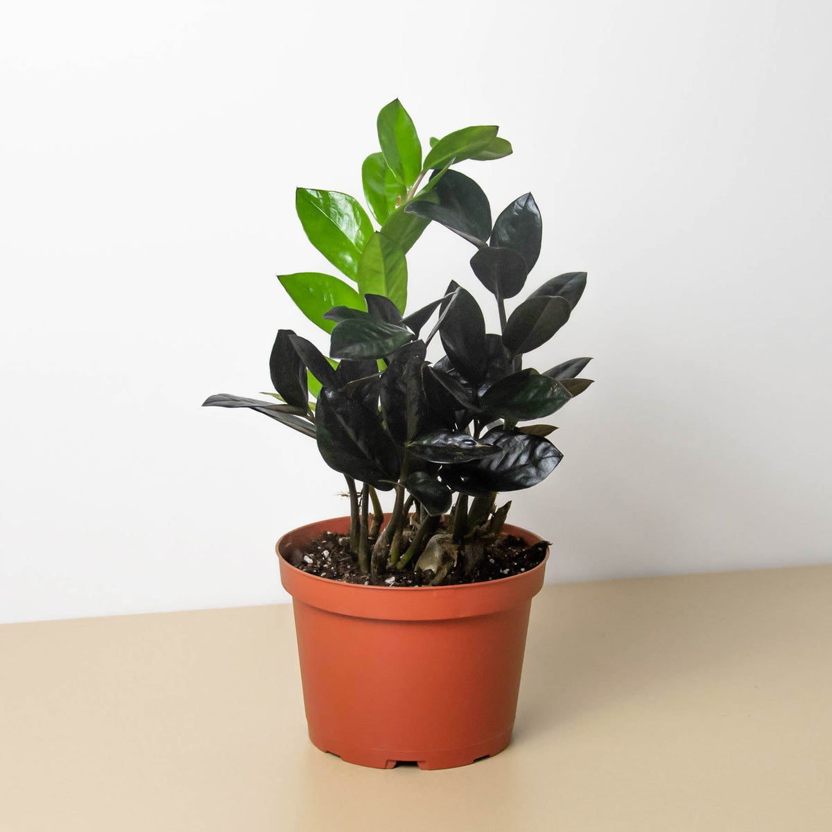 ZZ Zamioculcas 'Black Queen' - Garden Gets