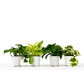 4 Different Pothos Plants in 4" Pots - Live House Plant - Garden Gets