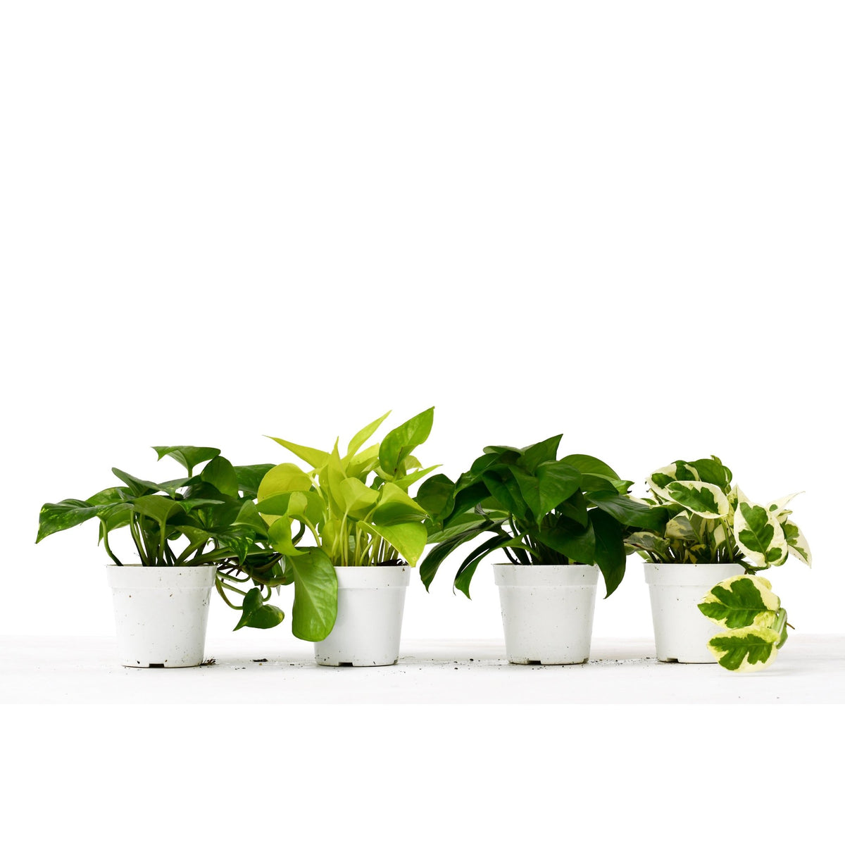 4 Different Pothos Plants in 4" Pots - Live House Plant - Garden Gets