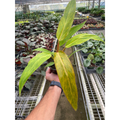 Philodendron 'Orange Marmalade' - Garden Gets