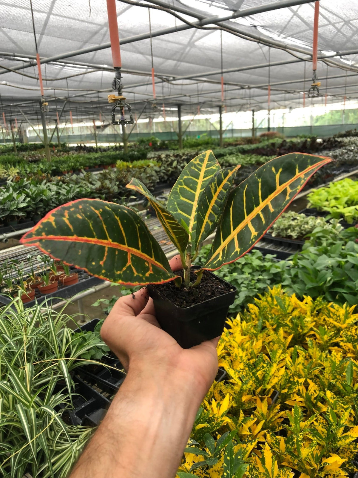Croton Petra 'Joseph's Coat' - Garden Gets