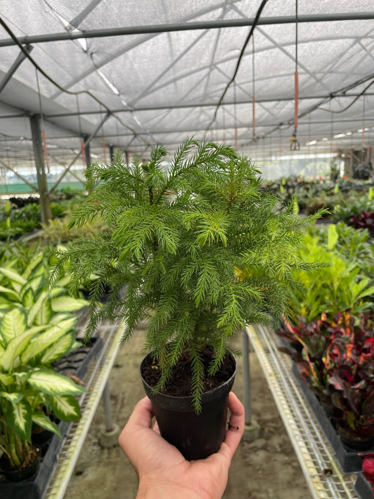 Norfolk 'Island Pine' - Garden Gets