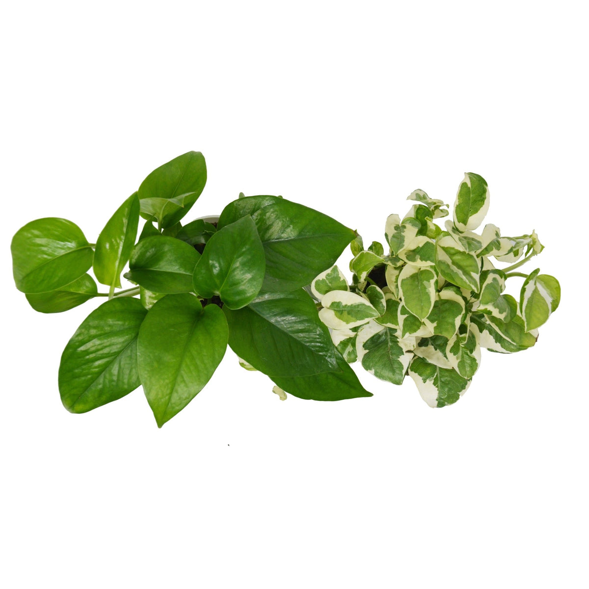 2 Pothos Variety Pack / 4" Pot / Live Plant / Home and Garden Plants - Garden Gets