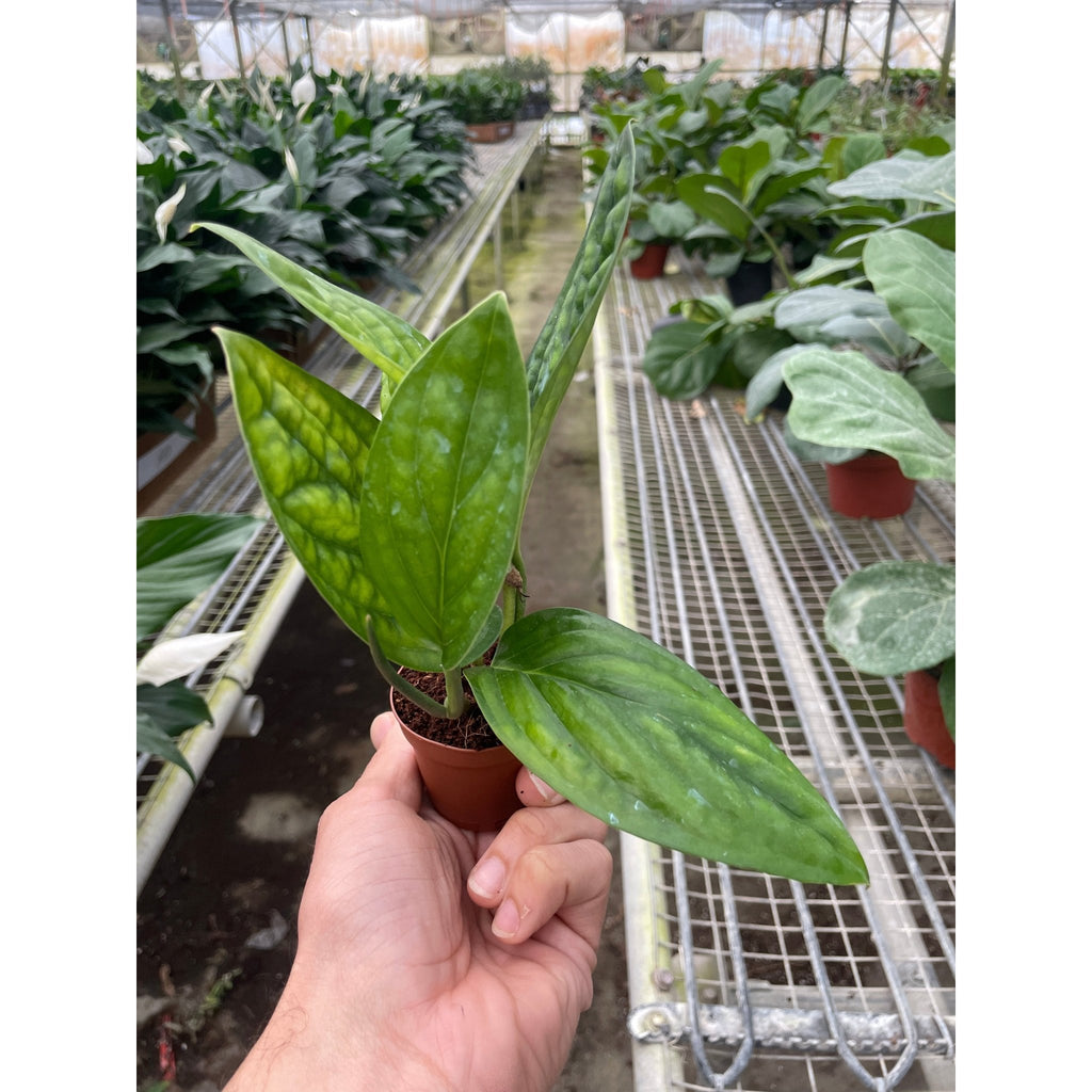 Monstera 'Peru' - Garden Gets
