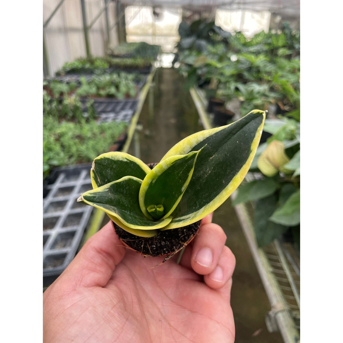 Snake Plant 'Black Gold' - Garden Gets