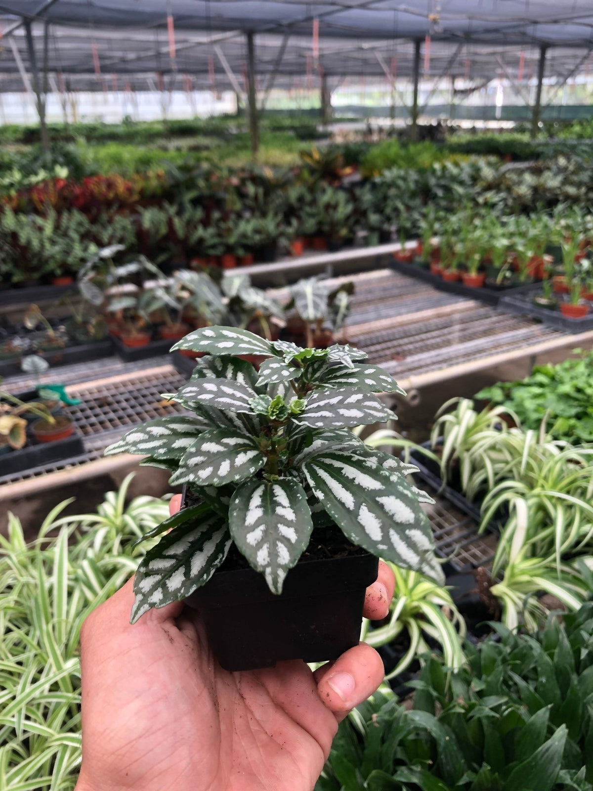 Pilea 'Aluminum' - Garden Gets