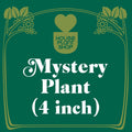 Mystery Pet-Friendly House Plant - Garden Gets