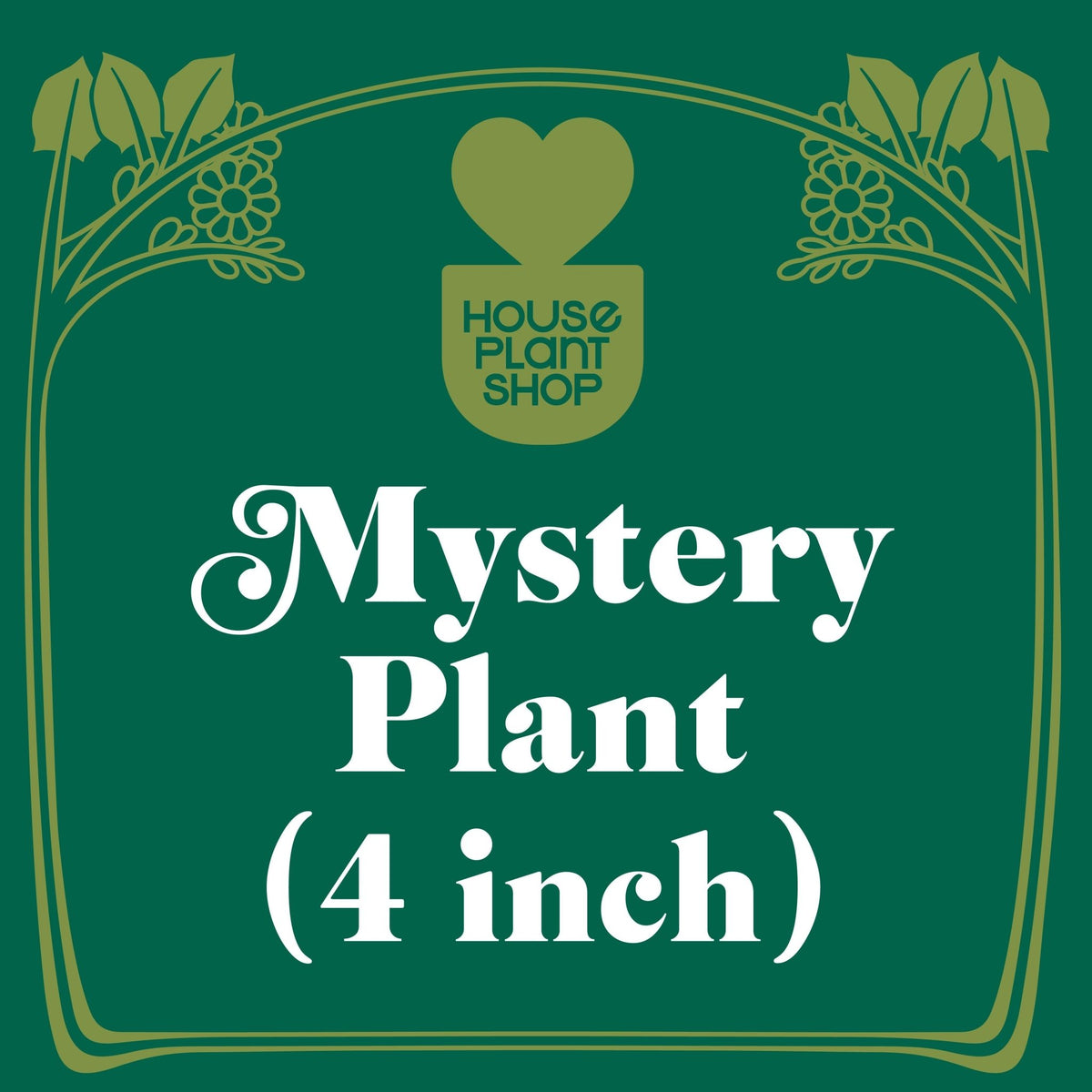 Mystery Pet-Friendly House Plant - Garden Gets