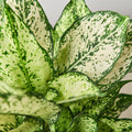 Chinese Evergreen 'First Diamond' - Garden Gets