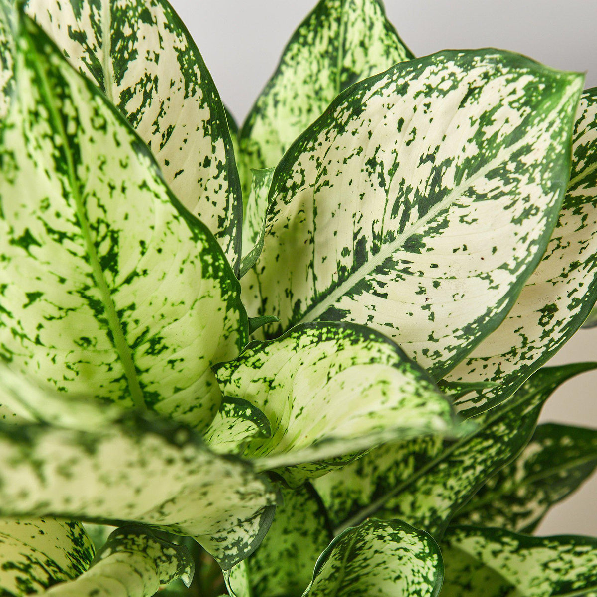 Chinese Evergreen 'First Diamond' - Garden Gets